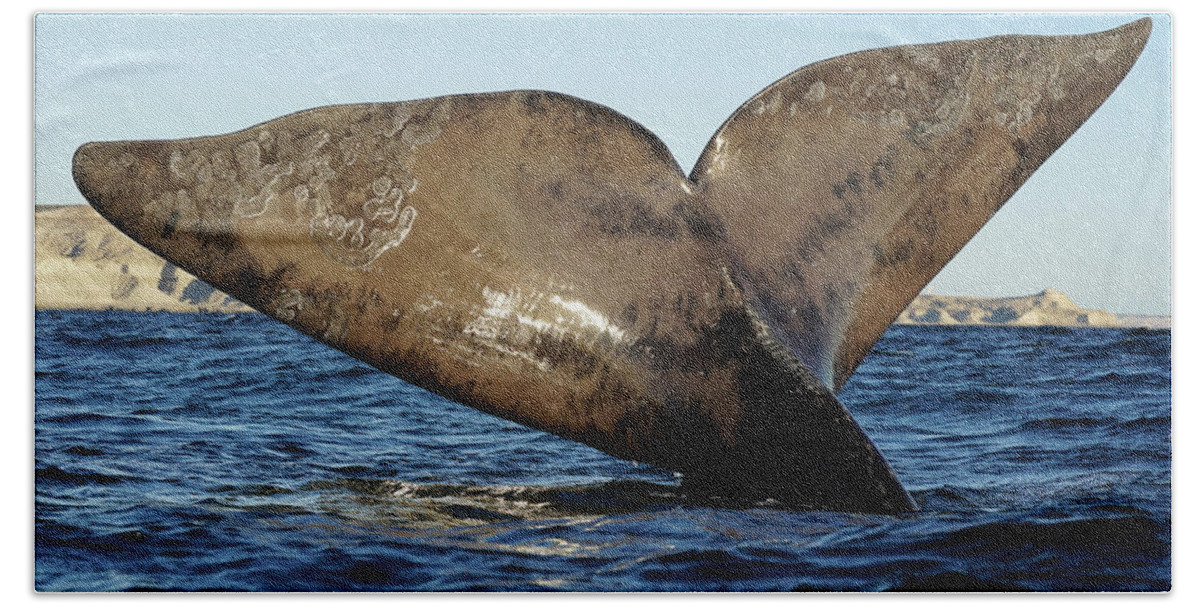 00586999 Bath Towel featuring the photograph Southern Right Whale Sailing #2 by Hiroya Minakuchi