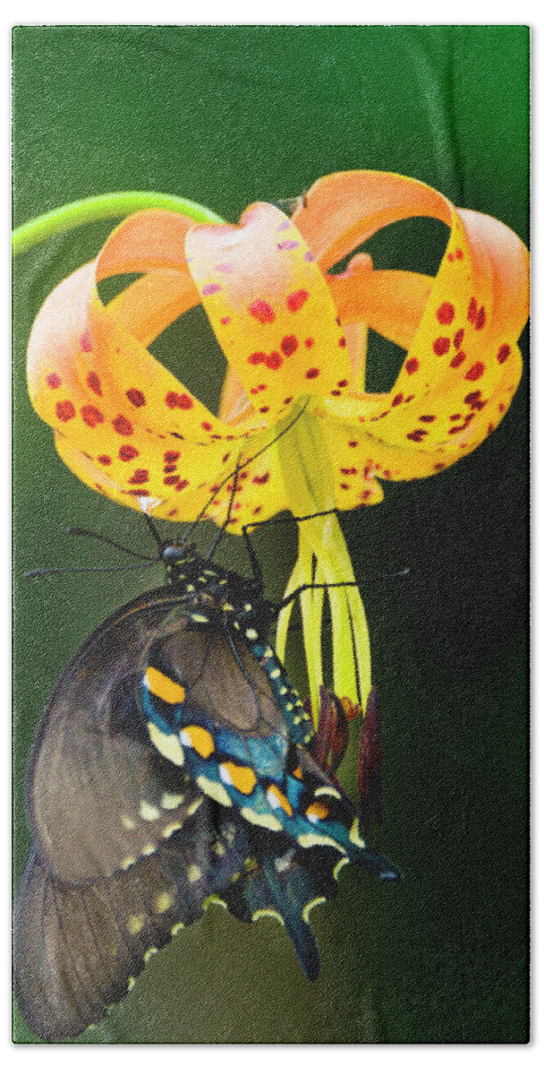 Africa Hand Towel featuring the photograph Swallowtail On Turks Cap #2 by Donald Brown