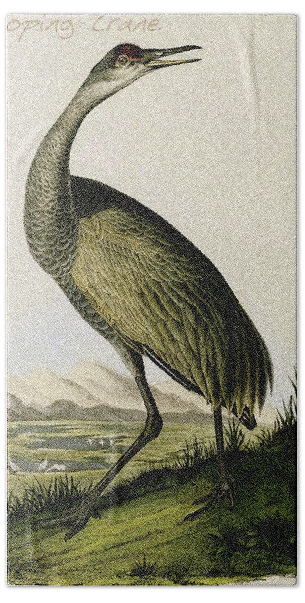 Birds Bath Towel featuring the painting Whooping Crane #2 by John James Audubon