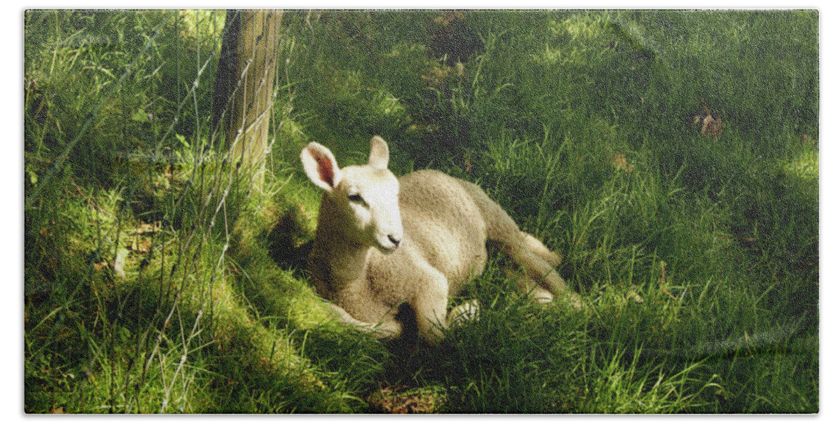 Cumbria Bath Towel featuring the photograph 20/06/14 KESWICK. Lamb In The Woods. by Lachlan Main