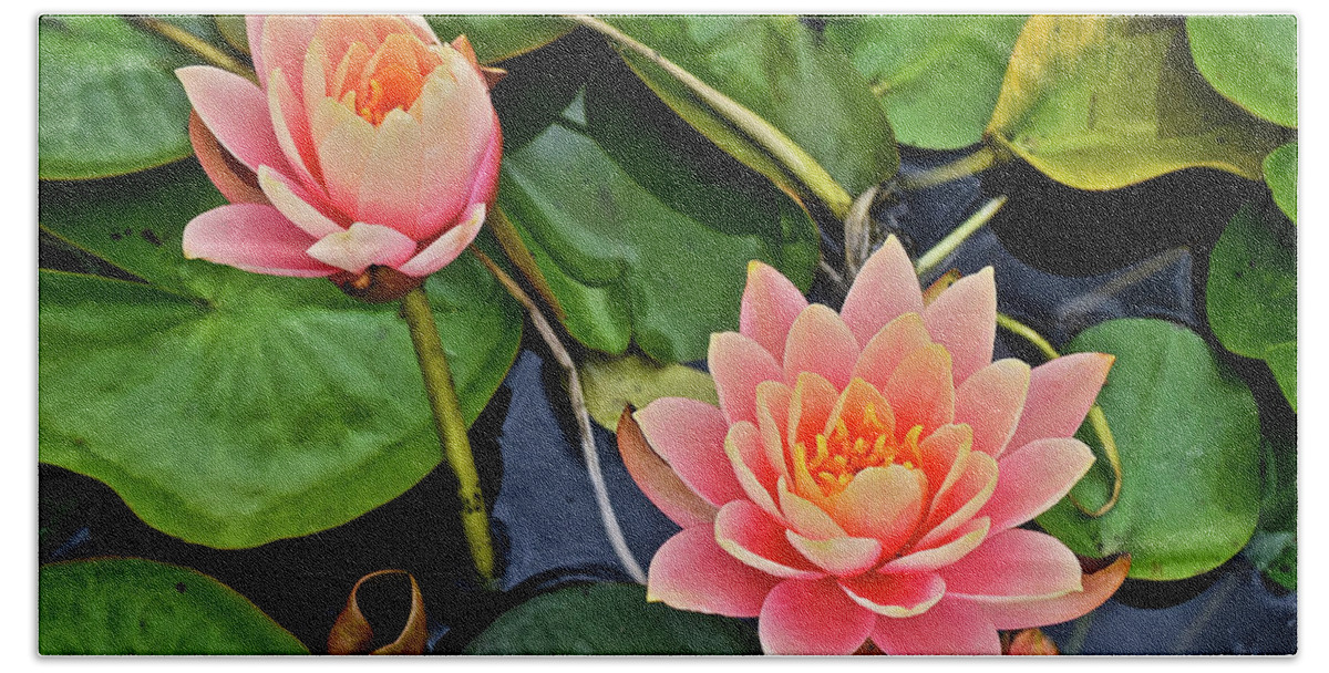 Waterlily Hand Towel featuring the photograph 2019 August at the Gardens Waterlily 2 by Janis Senungetuk