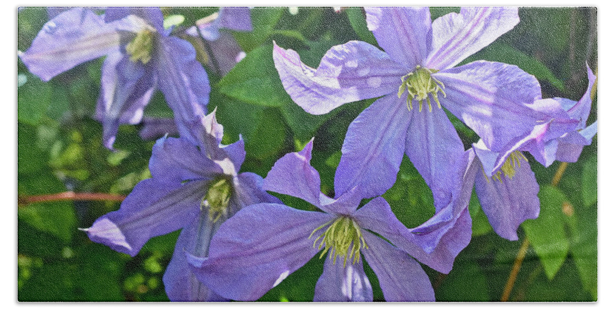 Plants Hand Towel featuring the photograph 2019 June At the Gardens Prince Charles Clematis by Janis Senungetuk