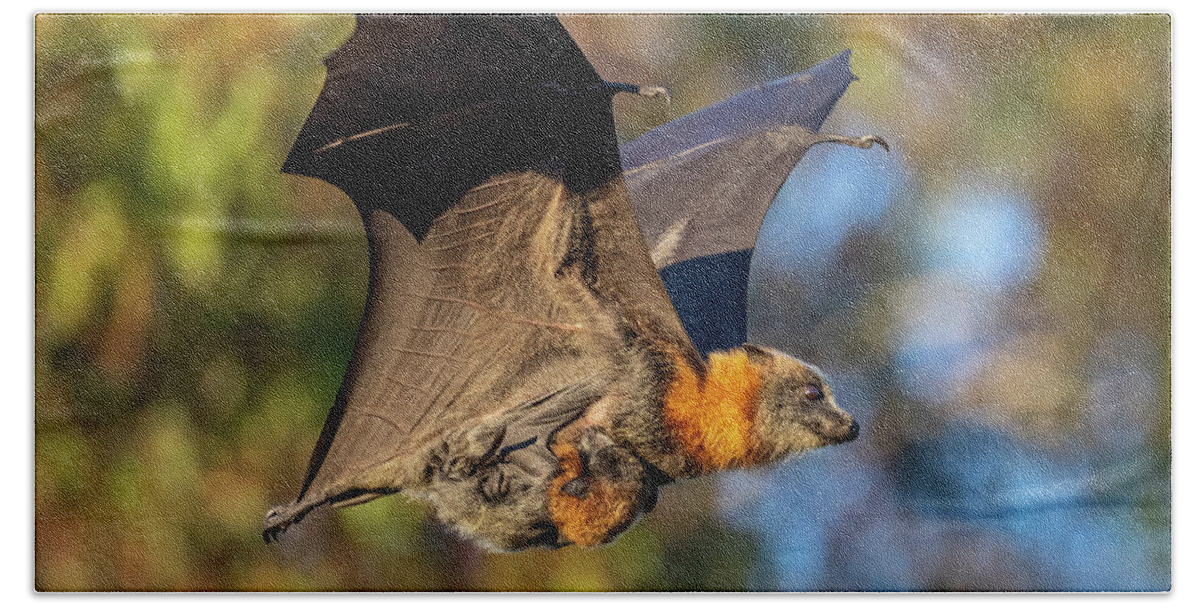 Animal Hand Towel featuring the photograph Grey-headed Flying-fox Female, In Flight Carrying Her #3 by Doug Gimesy / Naturepl.com