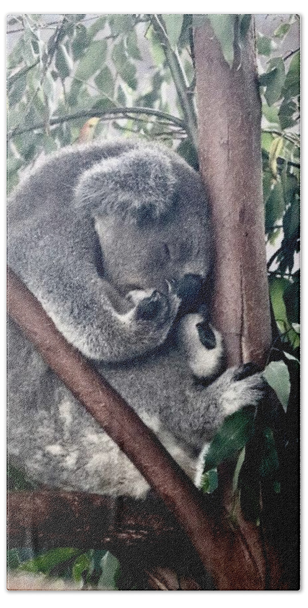 Koala Bath Towel featuring the photograph Koala #3 by Sarah Lilja