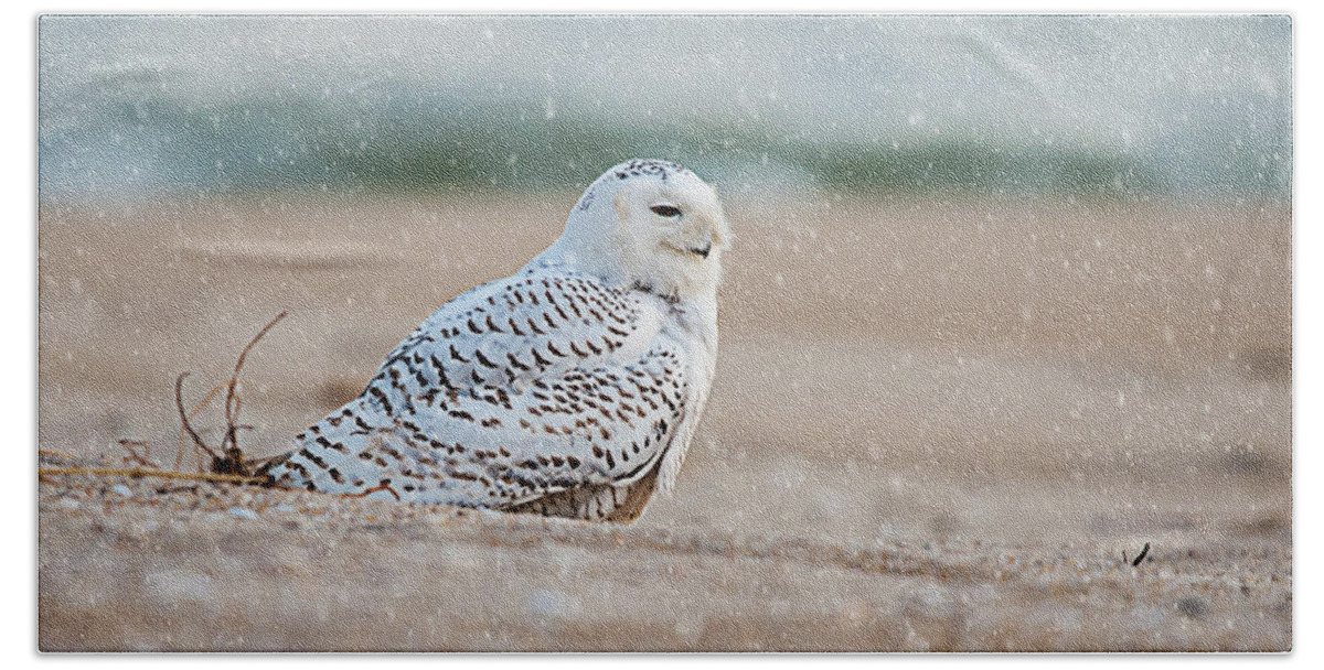 Snowy Owl Bath Towel featuring the photograph Snowy Owl #3 by Cathy Kovarik