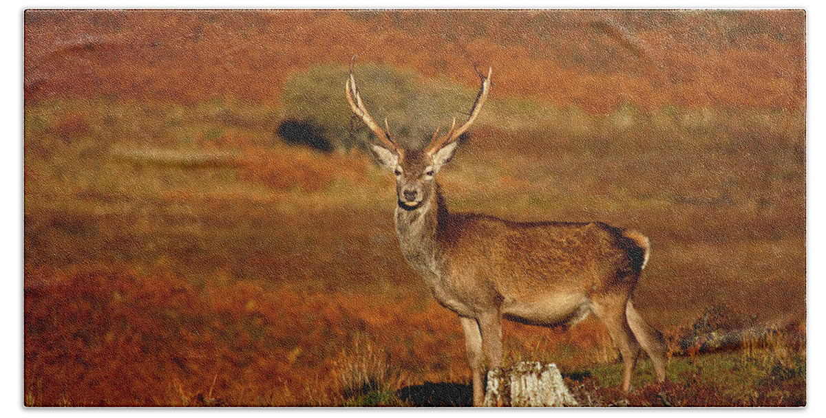 Red Deer Stag Hand Towel featuring the photograph Red Deer Stag #39 by Gavin MacRae