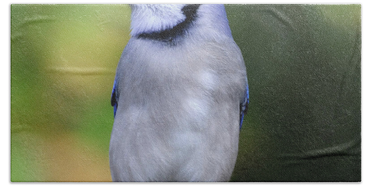 Blue Jay Hand Towel featuring the photograph Blue Jay #4 by Diane Giurco