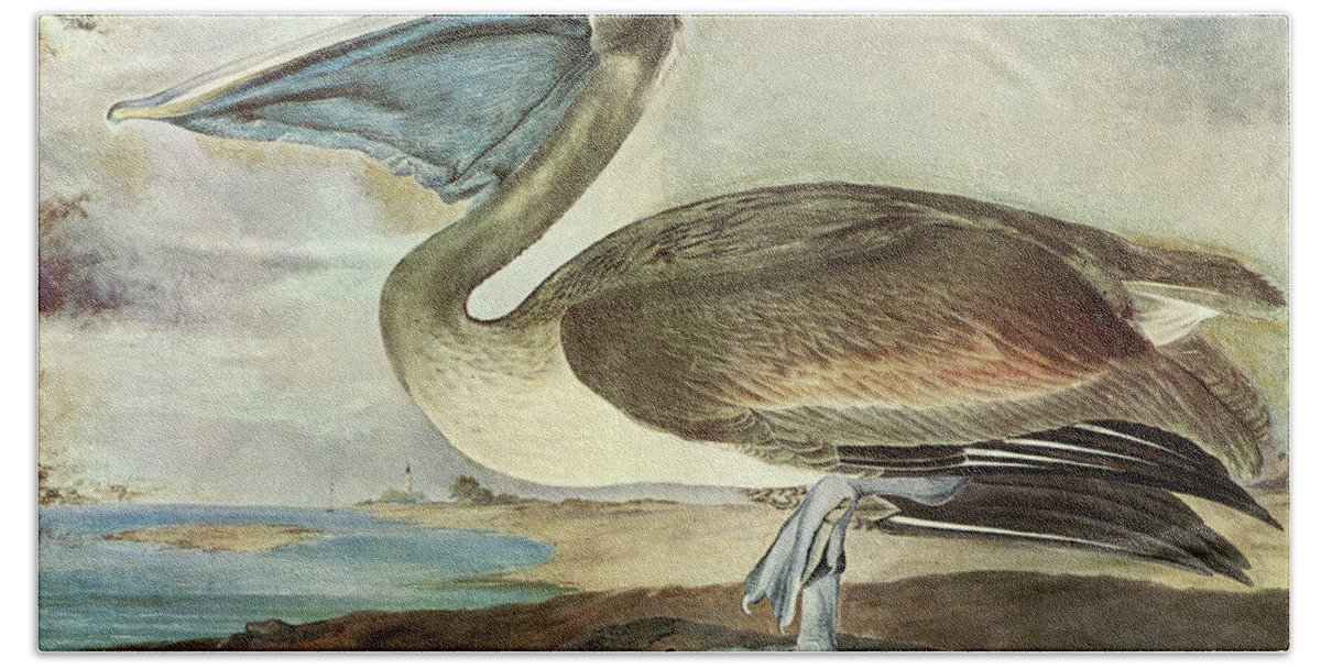 Ornithologist Hand Towel featuring the painting Brown Pelican #4 by John James Audubon