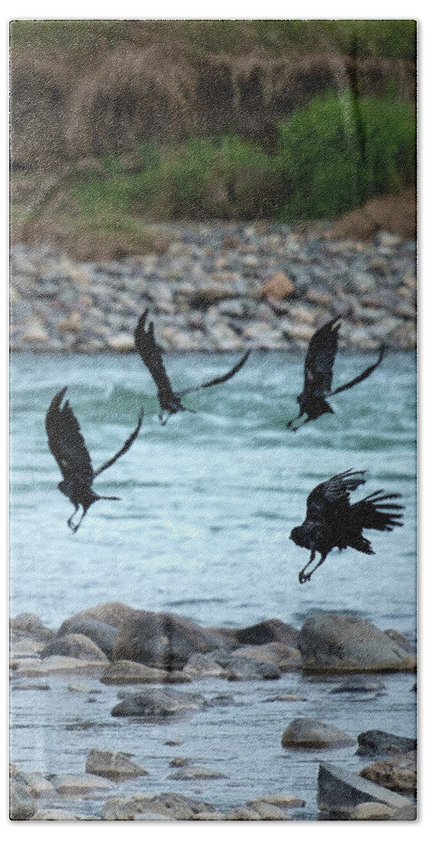 Animals Hand Towel featuring the photograph 4 Crows At The River by Mary Lee Dereske