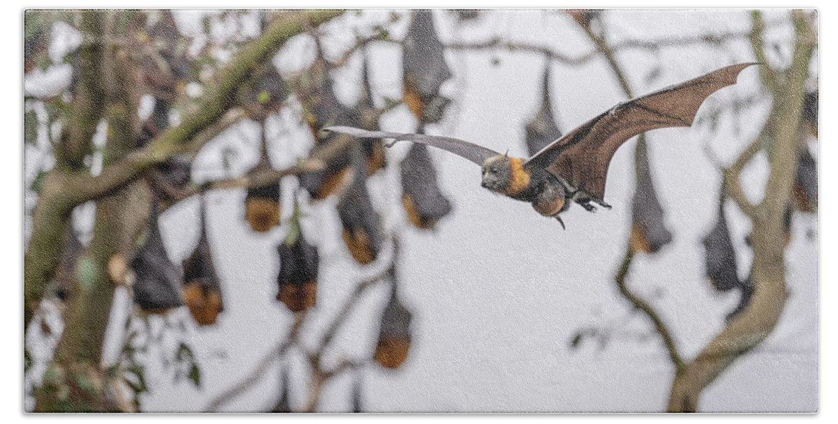 Animal Hand Towel featuring the photograph Grey-headed Flying-fox Female, In Flight Carrying Her #5 by Doug Gimesy / Naturepl.com