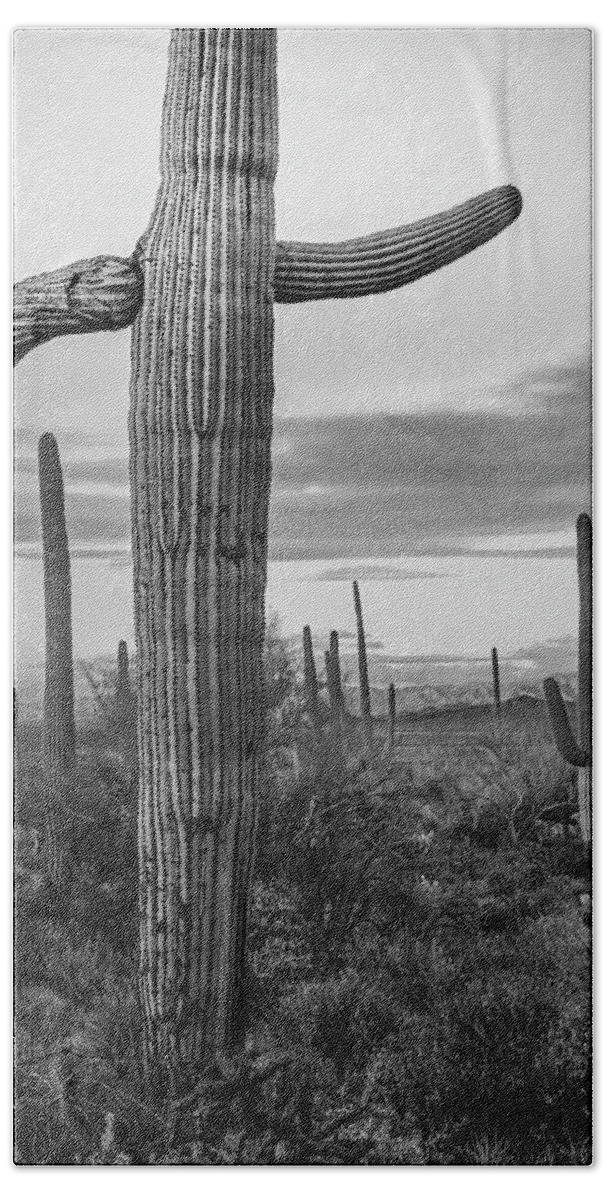 Disk1216 Hand Towel featuring the photograph Saguaro Cacti, Arizona #5 by Tim Fitzharris