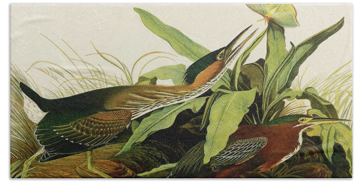 Birds Bath Towel featuring the painting Green Heron #6 by John James Audubon