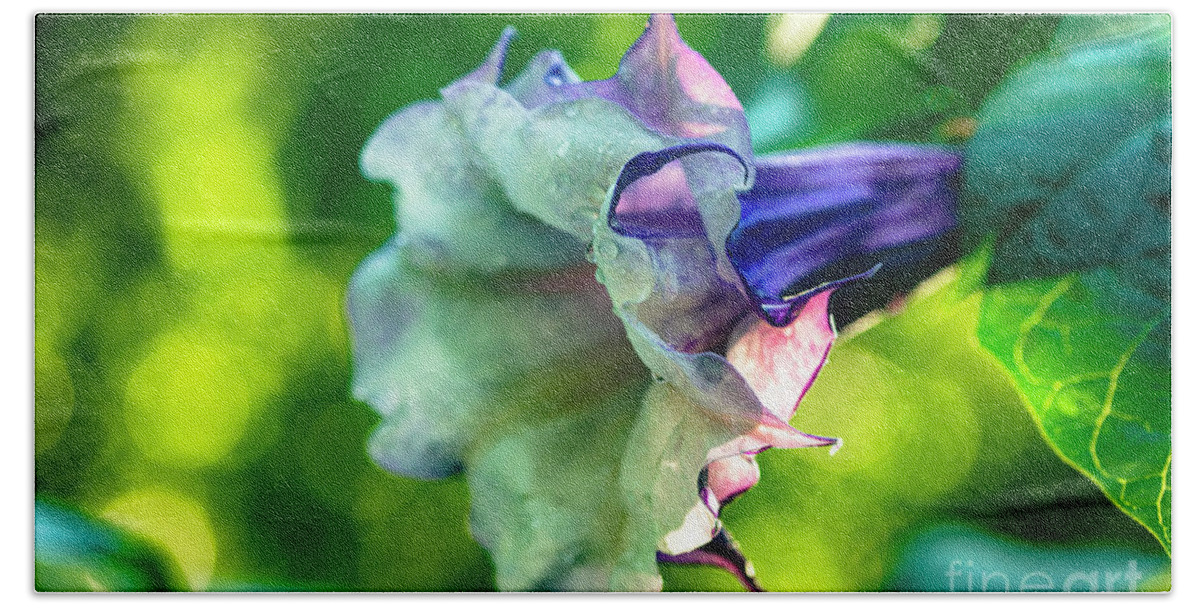 Brugmansia Bath Towel featuring the photograph Purple Trumpet Flower #6 by Raul Rodriguez
