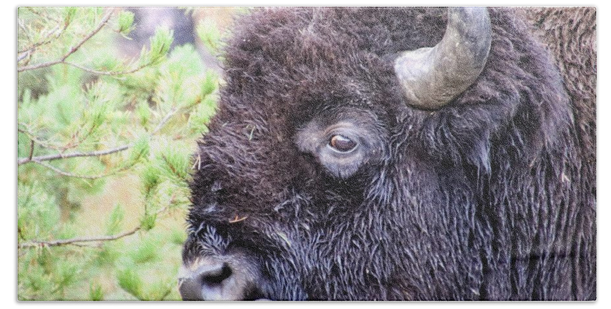 Buffalo At Yellowstone Bath Towel featuring the photograph Buffalo at Yellowstone National Park #9 by Susan Jensen