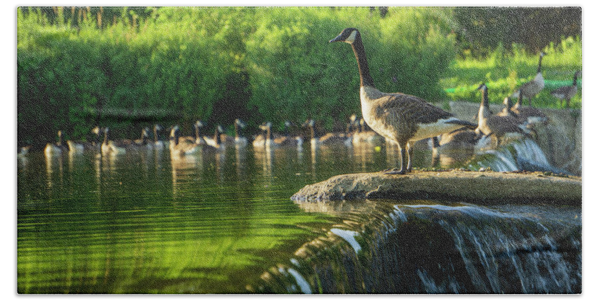 Duck Bath Towel featuring the photograph A Gaggle of Geese by Jason Fink