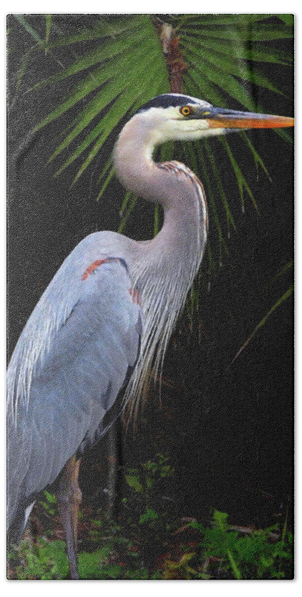 Great Blue Heron Bath Towel featuring the photograph A Great Blue Heron by Scott Cameron