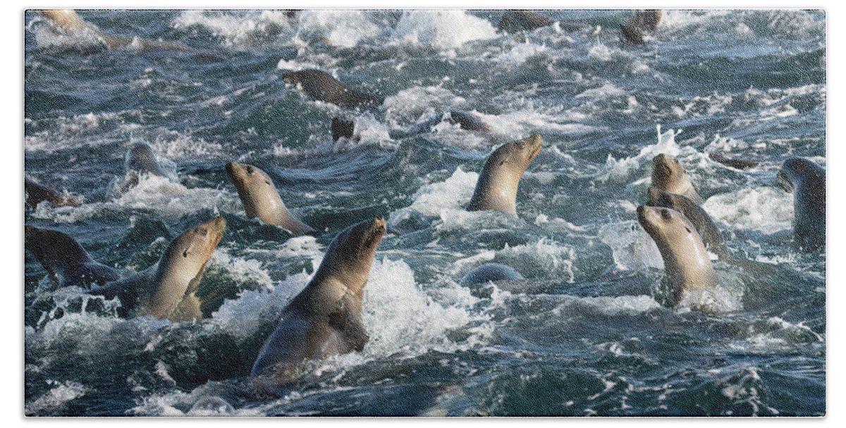 California Bath Towel featuring the photograph A Raft of Sea Lions by Cheryl Strahl