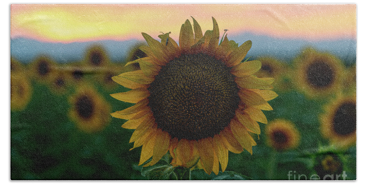 Colorado Hand Towel featuring the photograph A sunflower closeup in a field at dusk by Phillip Rubino