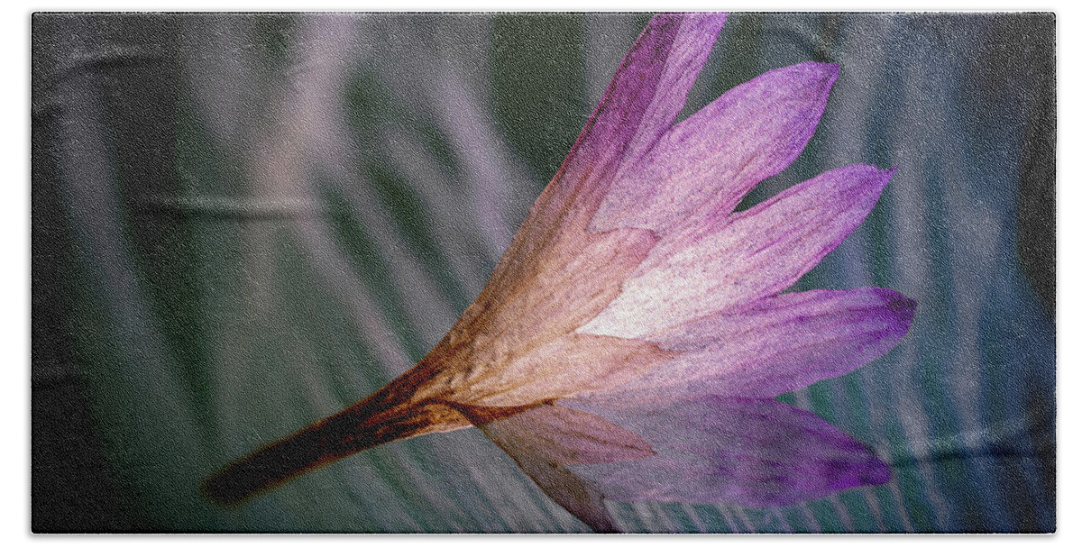 Pink Bath Towel featuring the photograph A Touch of Pink by Luis Vasconcelos