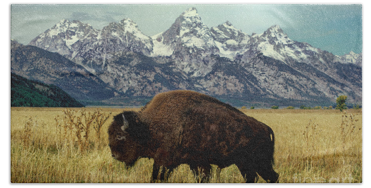 Dave Welling Hand Towel featuring the photograph Adult Bison Bison Bison Wild Wyoming by Dave Welling