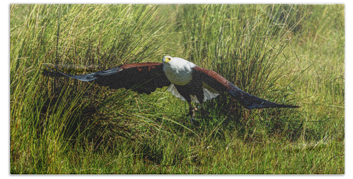 Africa Hand Towel featuring the photograph African Fish Eagle by Douglas Wielfaert