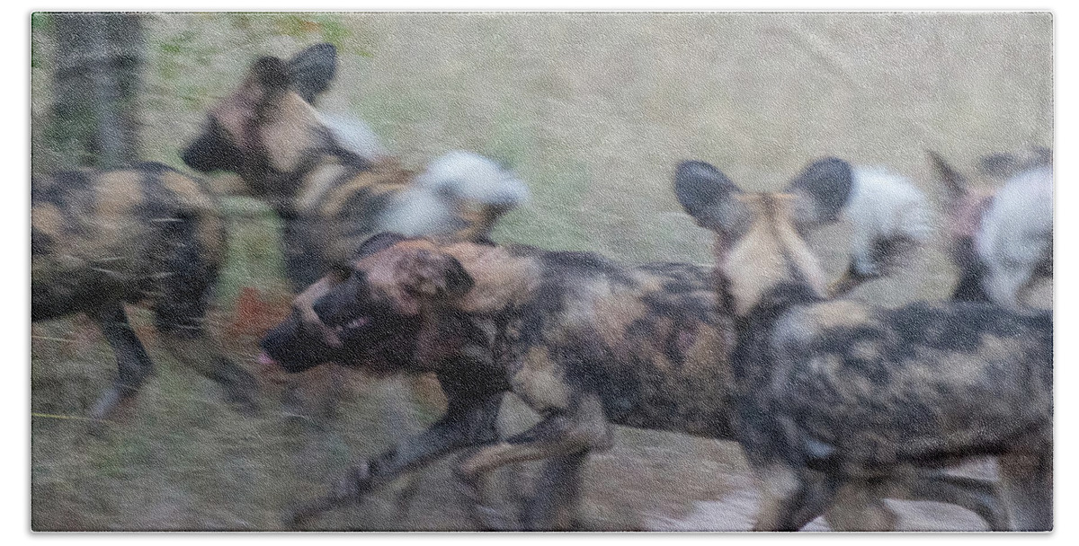 Lycaon Pictus Bath Towel featuring the photograph African Wild Dogs Running by Mark Hunter