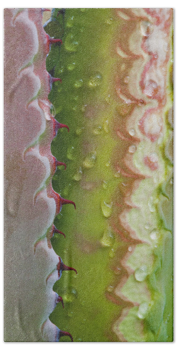 Jeff Foott Bath Towel featuring the photograph Agave Leaf With Dew by Jeff Foott
