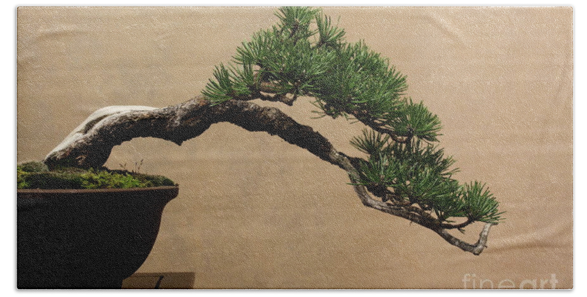 Bonsai Hand Towel featuring the photograph Aged bonsai pine by Riccardo Mottola