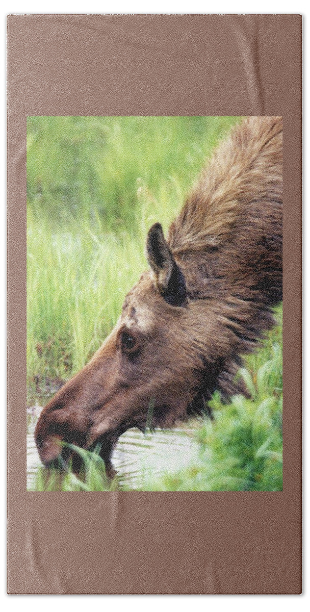 Travel Hand Towel featuring the photograph Alaska Moose by Karen Stansberry