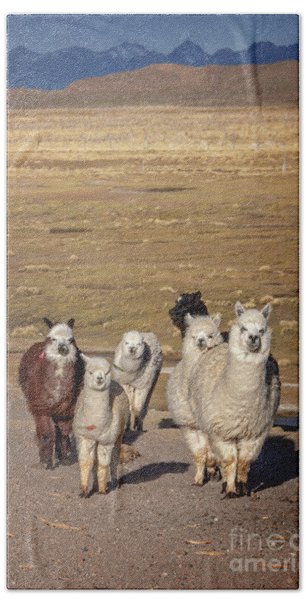 Alpacas Hand Towel featuring the photograph Alpacas in Bolivia by Delphimages Photo Creations