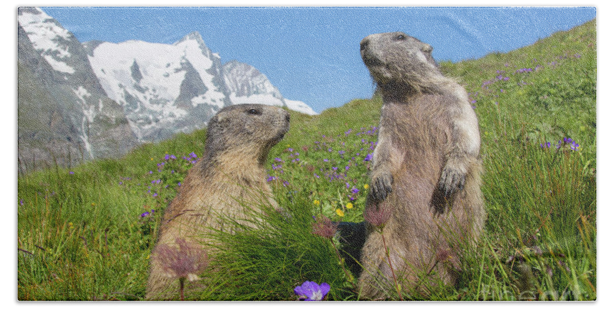 Two Hand Towel featuring the photograph Alpine Marmot Pair by Arterra Picture Library