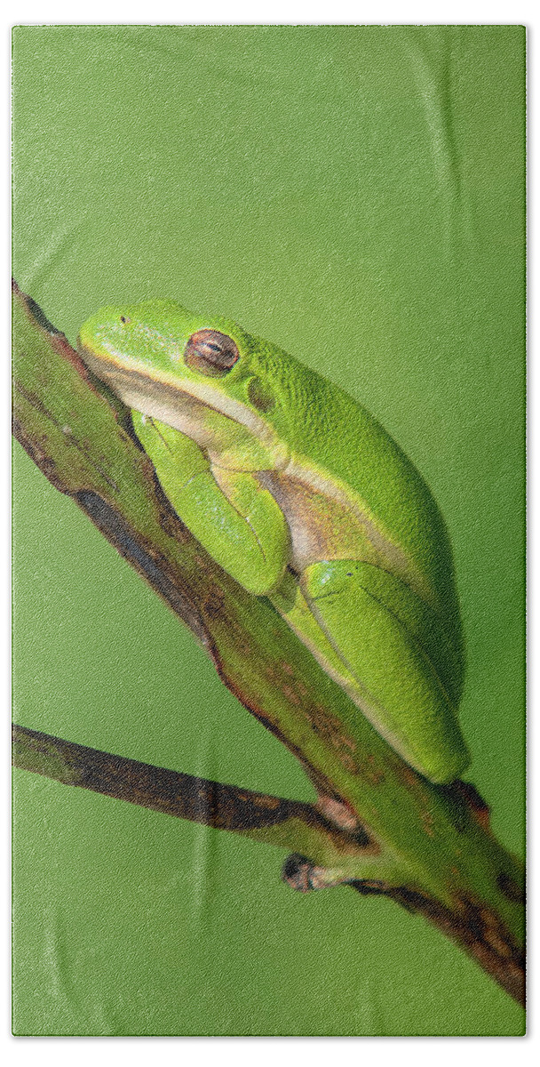 Nature Bath Towel featuring the photograph American Green Tree Frog DAR033 by Gerry Gantt