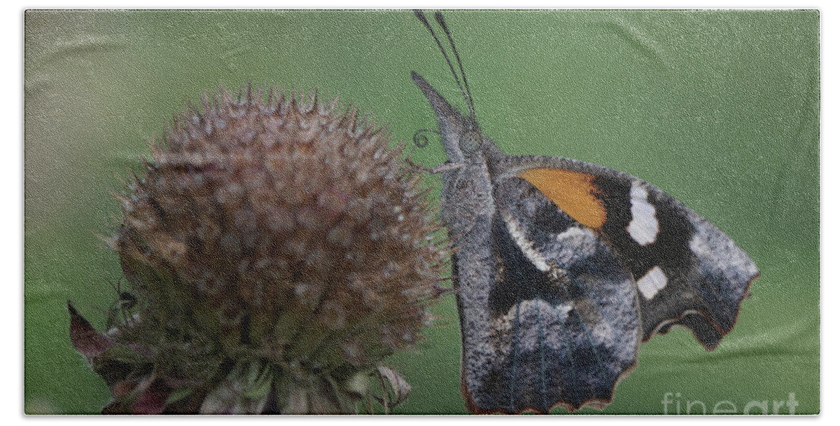 American Snout Butterfly Bath Towel featuring the photograph American Snout Butterfly on Bee Balm Seed Head by Robert E Alter Reflections of Infinity