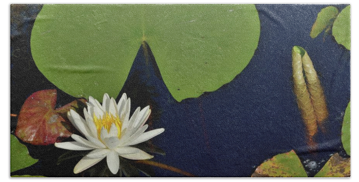 Water Lily Hand Towel featuring the photograph American Water Lily by Bradford Martin