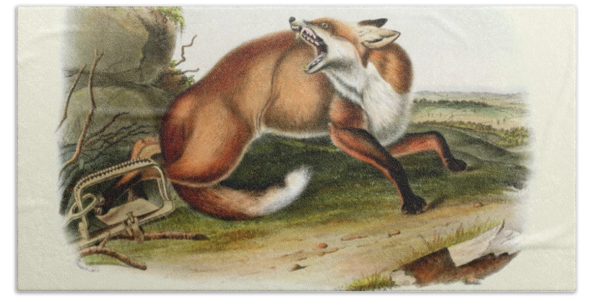 Fox Bath Towel featuring the painting An American Red Fox Vintage Print by John James Audubon