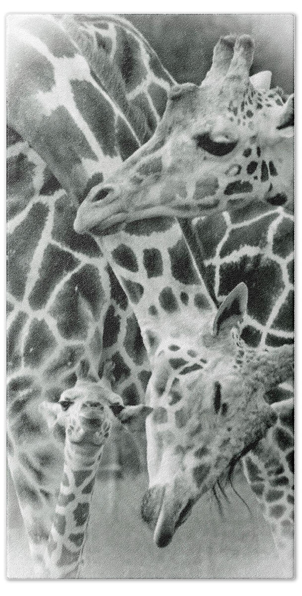 Giraffe Bath Towel featuring the photograph And Baby Makes Three BW by Lori Tambakis