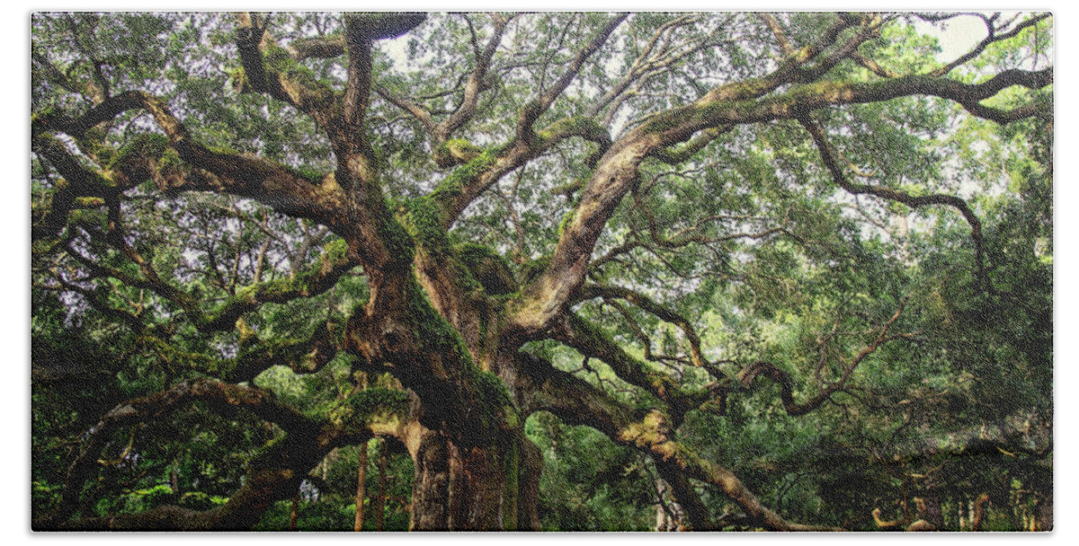 Carolinas Hand Towel featuring the photograph Angel Oak Tree by Lana Trussell