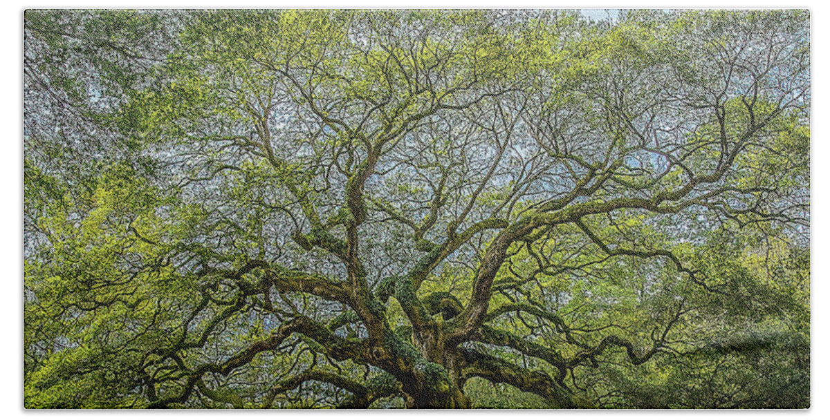 Angel Oak Hand Towel featuring the photograph Angel Oak Tree by Peggy Blackwell