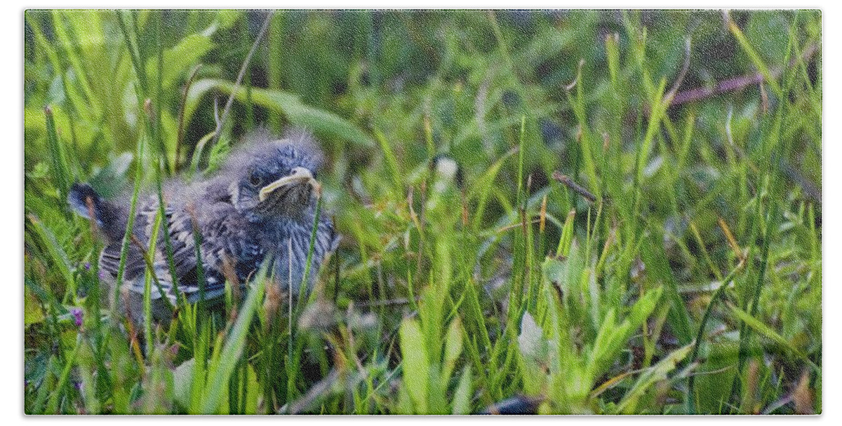 Mockingbird Hand Towel featuring the photograph Angry Bird Fledgling Mockingbird in Grass by T Lynn Dodsworth
