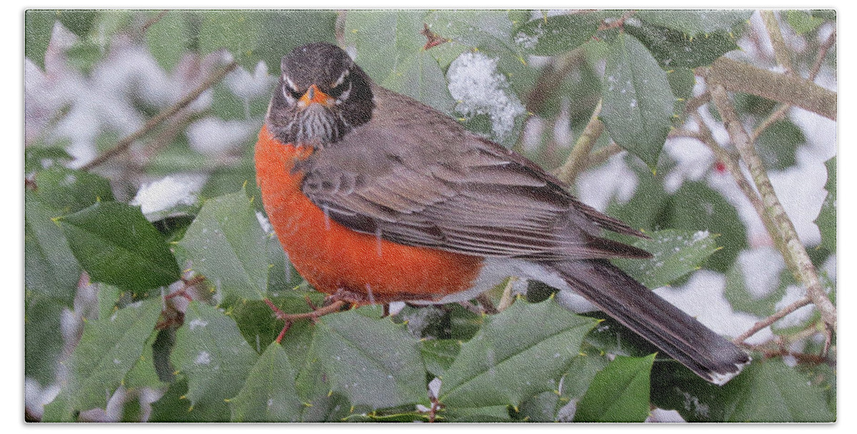 Robin Hand Towel featuring the photograph Angry Robin in the Snow by Linda Stern