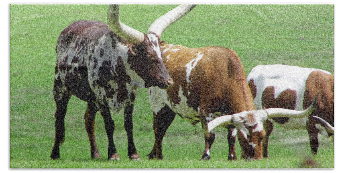 Ankole Hand Towel featuring the photograph Ankole And Texas Longhorn Cattle by D Hackett