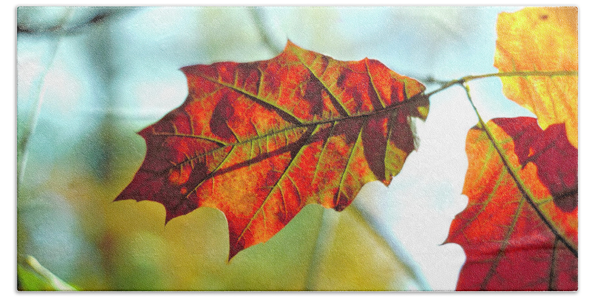 Outdoor Hand Towel featuring the photograph Another Fall Leaf by Thomas Firak