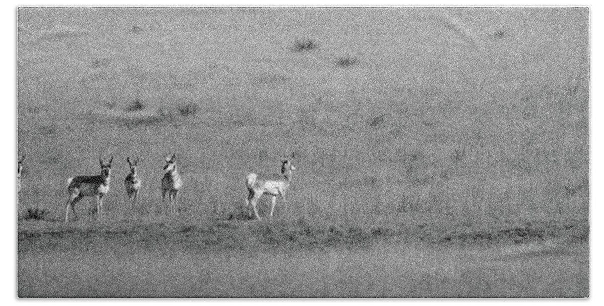 Richard E. Porter Bath Towel featuring the photograph Antelope - Hwy. 207, Texas Panhandle by Richard Porter
