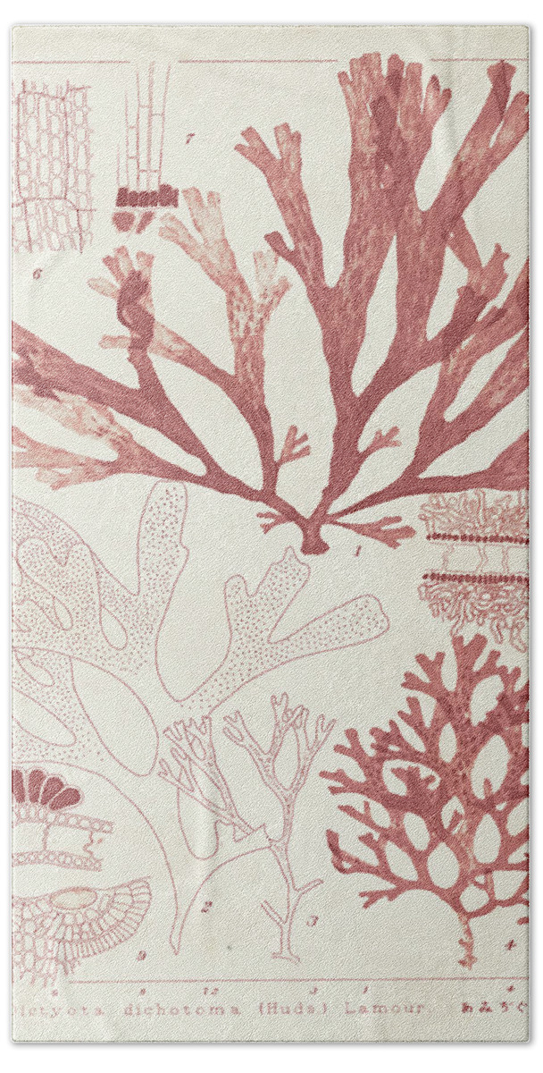 Coastal Hand Towel featuring the painting Antique Coral Seaweed Iv by Vision Studio