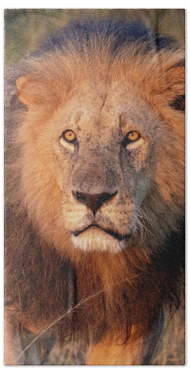 Lion Hand Towel featuring the photograph Approaching Lion by Kathy Mansfield