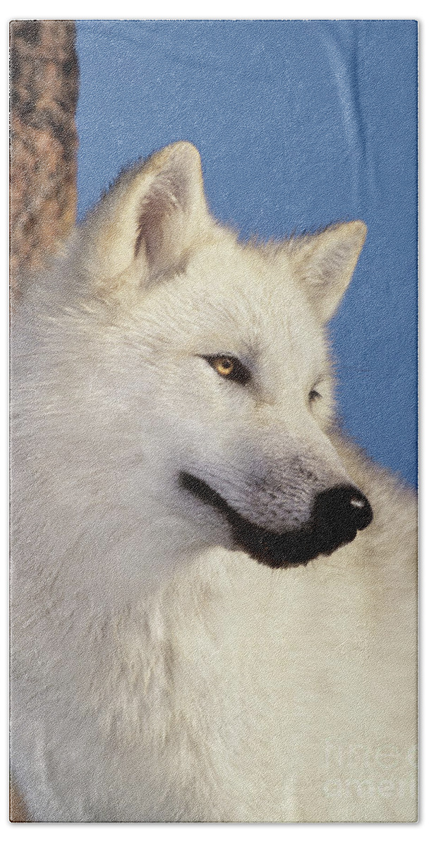 Arctic Wolf Bath Towel featuring the photograph Arctic Wolf Portrait wildlife rescue by Dave Welling