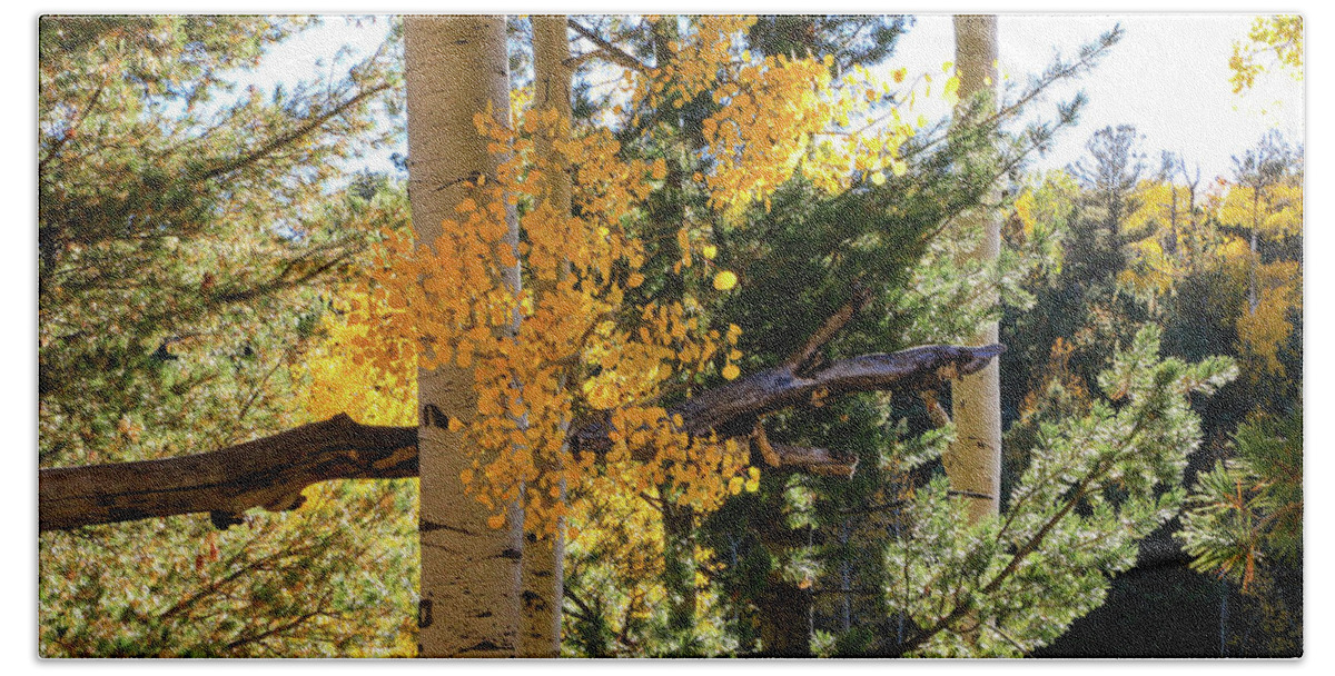 Arizona Hand Towel featuring the photograph Aspen Tree Close by Dawn Richards