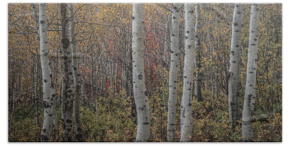 Aspens Bath Towel featuring the photograph Aspens by Laura Hedien