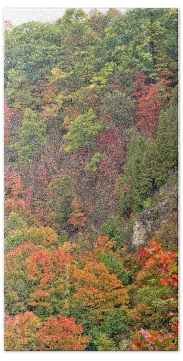 Canada Bath Towel featuring the photograph Autumn Foliage by Nick Mares