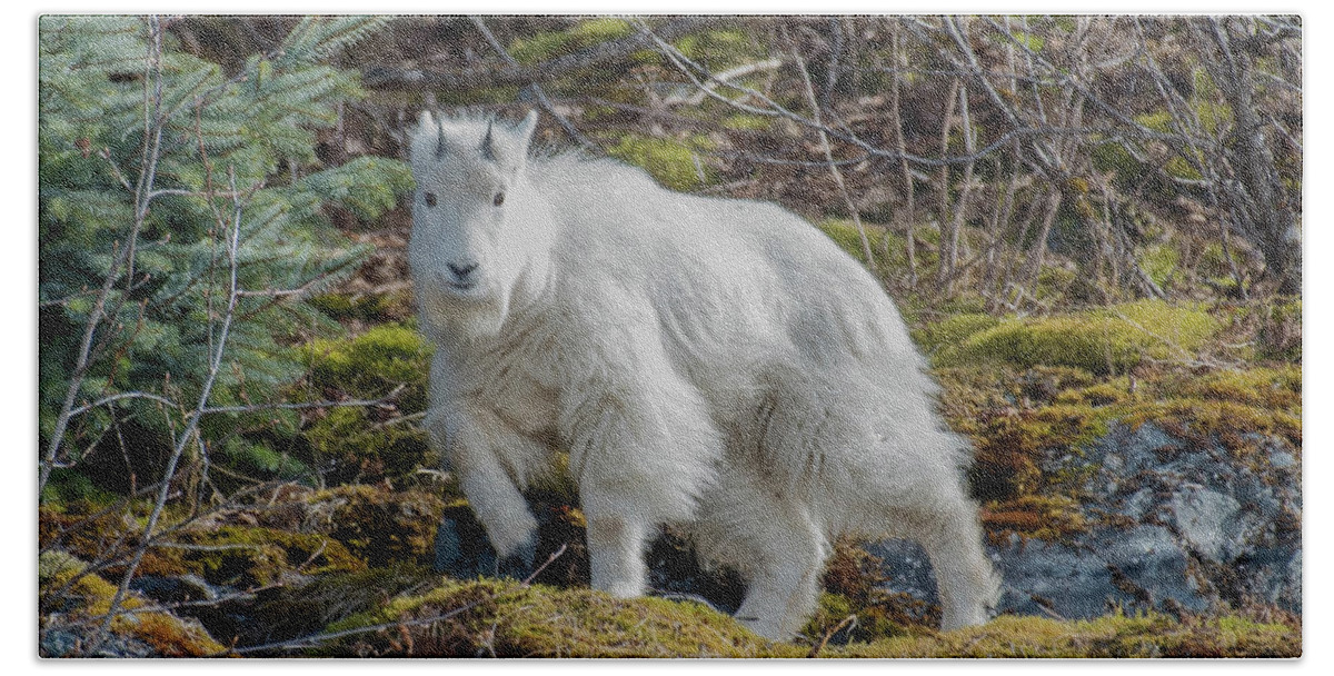 Mountain Goat Hand Towel featuring the photograph baby Goat by David Kirby